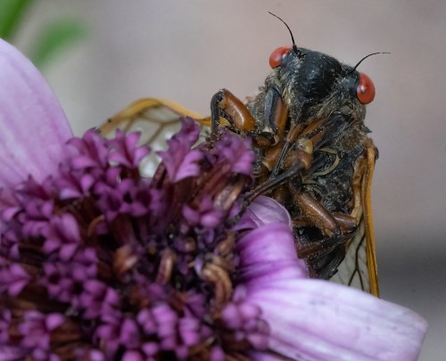 Close-up of a cicada perched on a purple flower, showcasing its detailed body and bright red eyes.