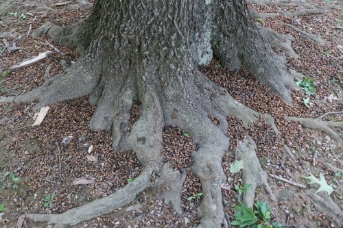 A large tree trunk with exposed roots, surrounded by a ground covered in small brown seeds or pods.