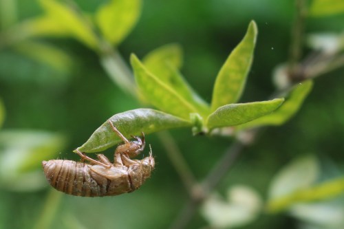 A cicada shell hanging from a green leaf, with blurred greenery in the background.