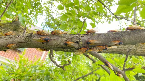 A close-up of a tree branch covered with numerous cicadas among green leaves.