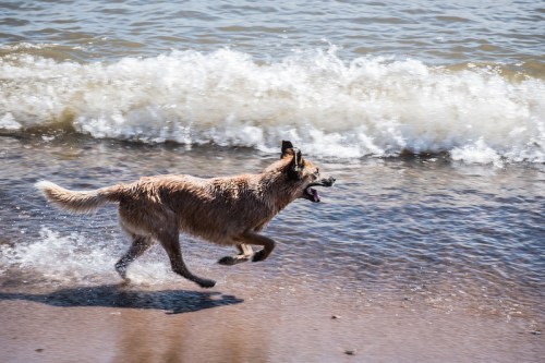 A dog joyfully runs along the shoreline, splashing through the water as waves crash nearby.