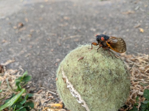 A large cicada perched on a fuzzy green tennis ball, with grass and pavement in the background.