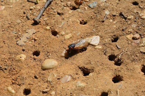 A cicada on sandy ground, surrounded by small holes and pebbles.