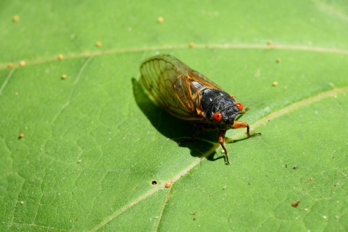 A close-up of a cicada resting on a green leaf, showcasing its detailed wings and bright red eyes.