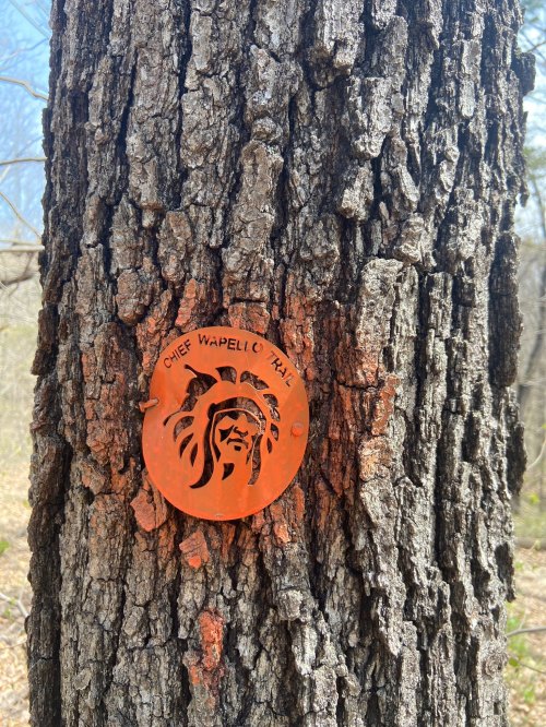 A circular metal sign with a face design attached to a textured tree trunk in a wooded area.