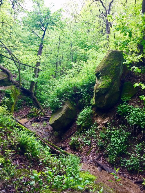 A lush green forest scene with large rocks and a small stream running through a wooded area.