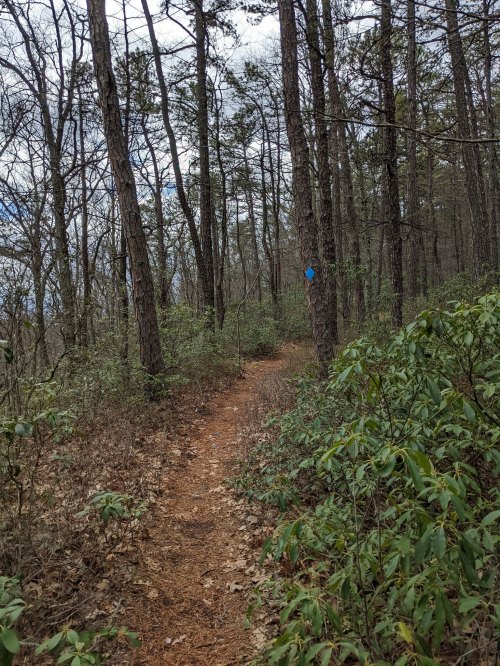 A narrow dirt trail winds through a forest of tall trees and green underbrush, marked by a blue trail marker.