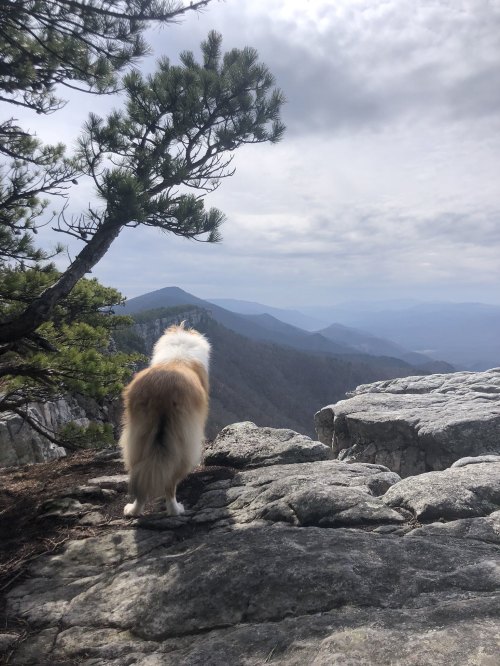 A dog stands on a rocky ledge, gazing at a scenic mountain view under a cloudy sky.