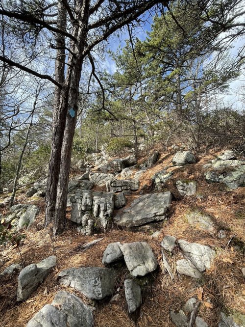 Rocky terrain with scattered boulders and pine trees under a partly cloudy sky. Pine needles cover the ground.