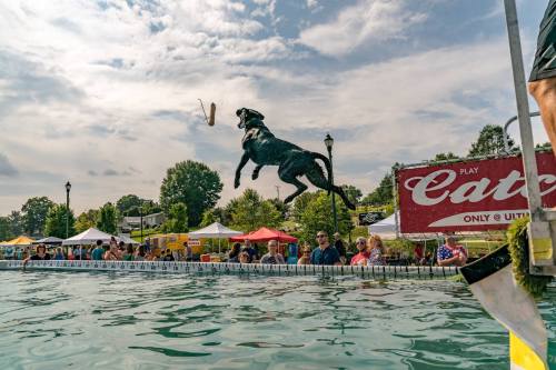 A dog leaps into a pool to catch a toy, with spectators and tents in the background on a sunny day.