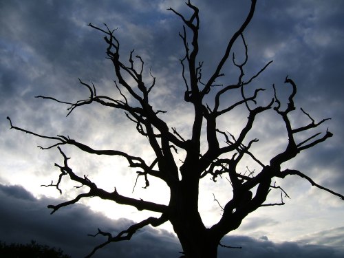 Silhouette of a bare, twisted tree against a cloudy sky, creating a dramatic and moody atmosphere.