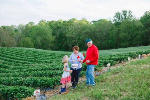 A child and two adults gather strawberries in a lush green field, surrounded by rows of plants under a clear sky.