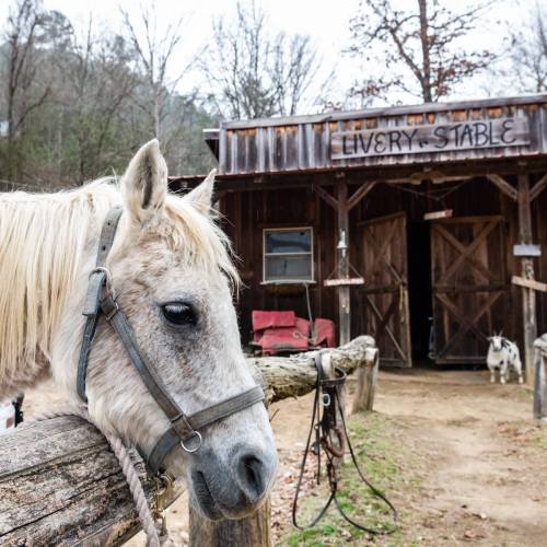 A close-up of a white horse with a bridle, standing near a rustic livery stable in a wooded area.