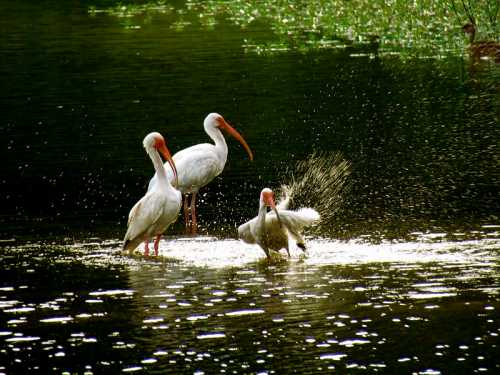 Three white ibises wade in a shimmering pond, one splashing water as sunlight reflects off the surface.