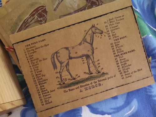 Illustration of a horse with labeled anatomical parts, accompanied by a list of terms related to horse anatomy.