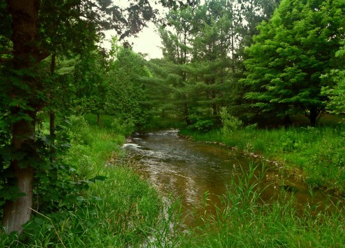 A serene river flows through lush greenery, surrounded by trees and tall grass under a cloudy sky.