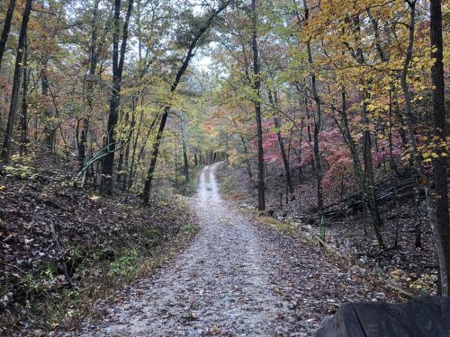 A winding dirt path through a forest with colorful autumn leaves and a misty atmosphere.