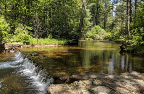 A serene forest scene featuring a gentle waterfall flowing into a calm, clear stream surrounded by lush greenery.