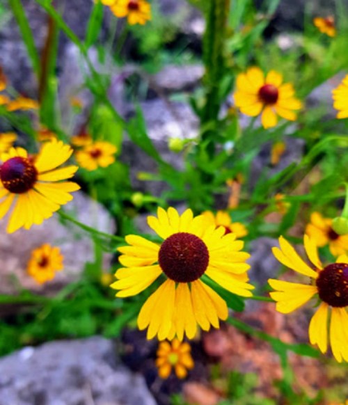 Bright yellow flowers with dark centers bloom amidst green foliage and rocky background.