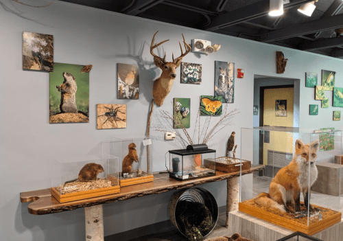 A nature exhibit featuring mounted animals, insect displays, and wildlife photos on the walls.