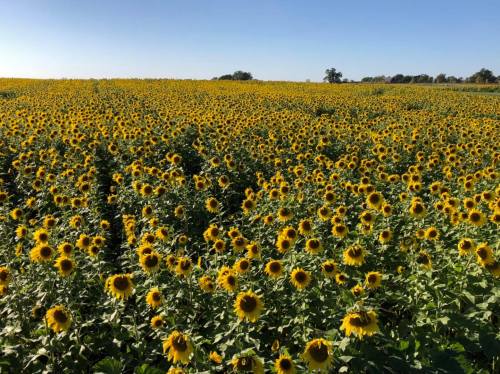 A vast field of bright yellow sunflowers under a clear blue sky, stretching towards the horizon.