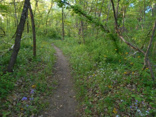 A narrow dirt path winds through a lush green forest filled with wildflowers and trees.