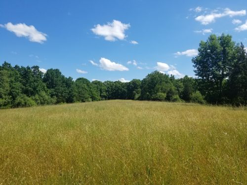 A sunny field with tall grass, bordered by trees under a blue sky with fluffy white clouds.