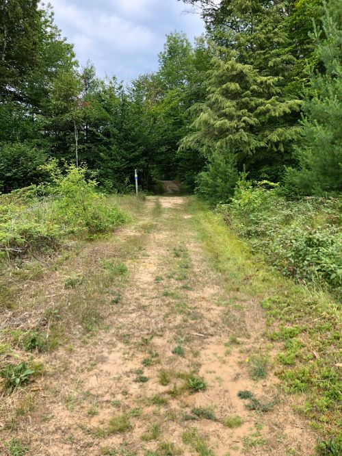 A dirt path leads through a lush green forest, surrounded by trees and shrubs under a cloudy sky.