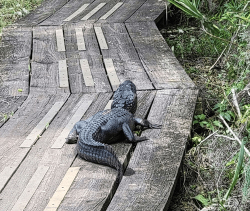 A crocodile resting on a wooden boardwalk in a natural setting, surrounded by greenery.