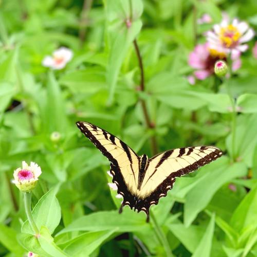 A yellow and black butterfly perched on green leaves among colorful flowers.