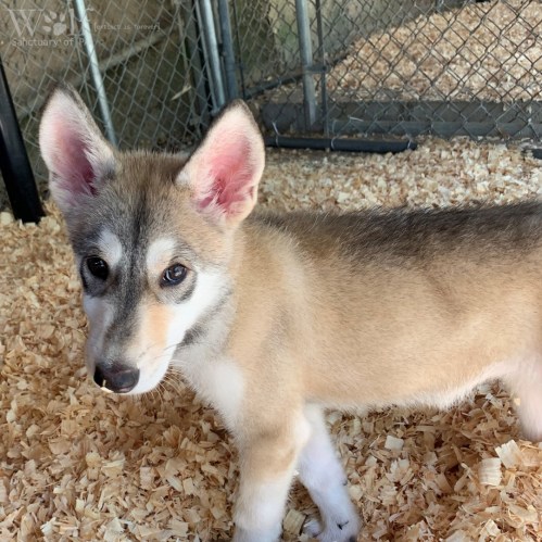 A young, fluffy animal with large ears and a bushy tail stands on a bed of straw in a fenced area.