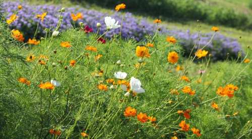 A vibrant field of wildflowers with orange and white blooms, set against a backdrop of purple flowers.