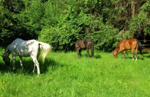 Three horses grazing in a lush green field surrounded by trees.