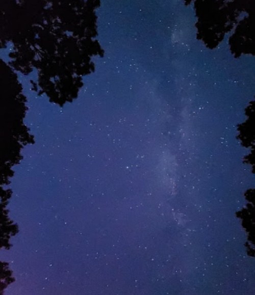 A starry night sky with the Milky Way visible, framed by dark tree silhouettes.