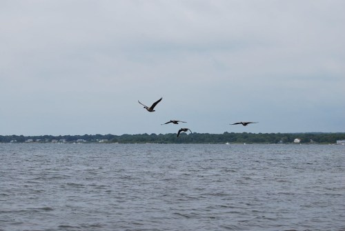 Four birds flying over a calm body of water under a cloudy sky.