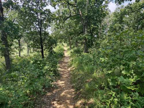 A narrow, winding trail surrounded by lush green trees and foliage on a sunny day.