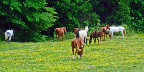 A group of horses grazing in a lush green field with trees in the background.