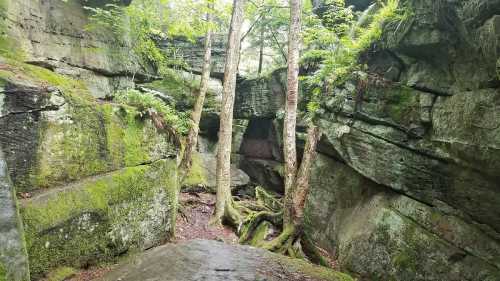 Lush green forest with moss-covered rocks and trees in a rocky canyon. Natural light filters through the foliage.