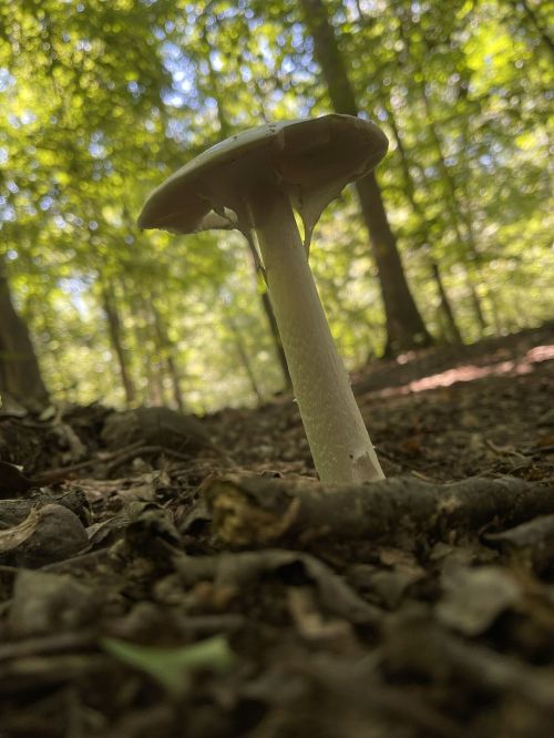 A tall mushroom stands on the forest floor, surrounded by green foliage and dappled sunlight filtering through trees.