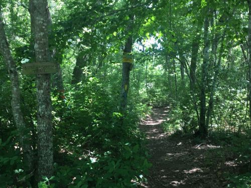 A wooded trail with signs for "North" and "South" paths, surrounded by lush green foliage.