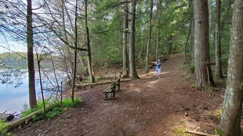 A person walks along a forest path by a lake, surrounded by tall trees and greenery.