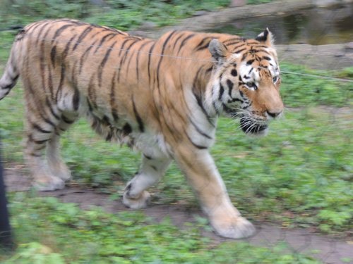 A tiger with distinctive orange and black stripes walks through a grassy area near a water source.