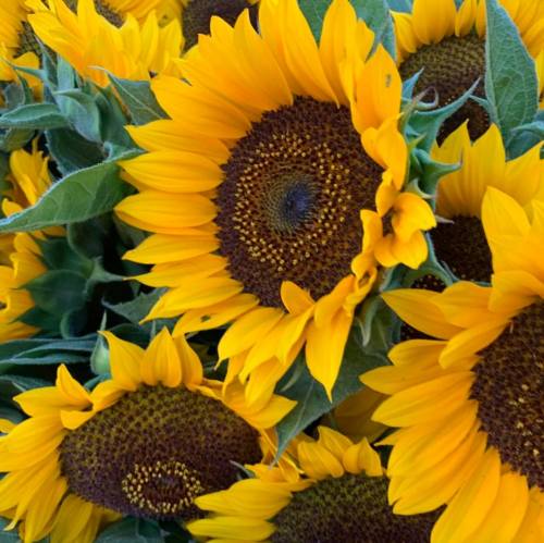 A vibrant arrangement of sunflowers with bright yellow petals and dark centers, surrounded by green leaves.