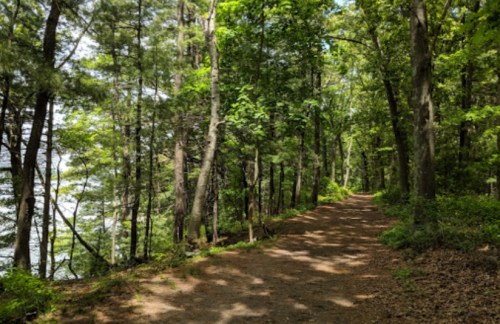 A serene forest path lined with lush green trees, sunlight filtering through the leaves.