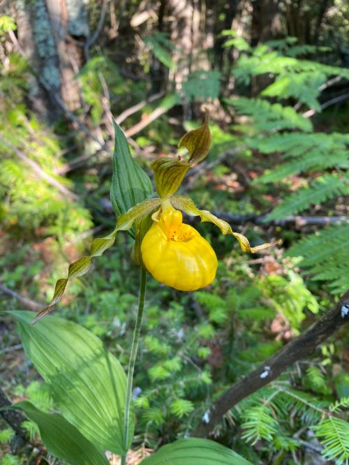 A vibrant yellow orchid blooms amidst lush green foliage in a forest setting.