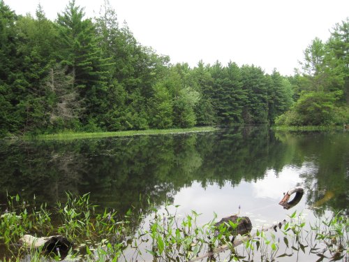 A serene pond surrounded by lush green trees, reflecting the landscape in calm water.