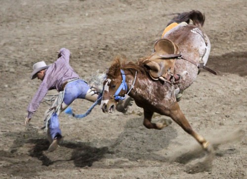 A cowboy falls off a bucking horse during a rodeo event, with dust flying in the arena.