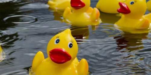 A group of yellow rubber ducks floating on a calm water surface.