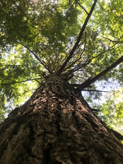 Looking up at a tall tree with a textured trunk and lush green leaves overhead, framed by sunlight filtering through.