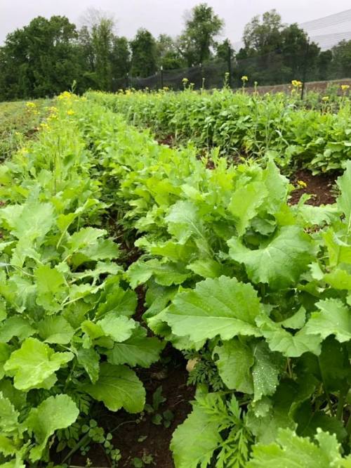 Lush green rows of leafy vegetables growing in a field under a cloudy sky.